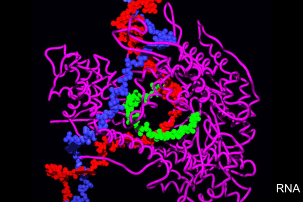 RNA