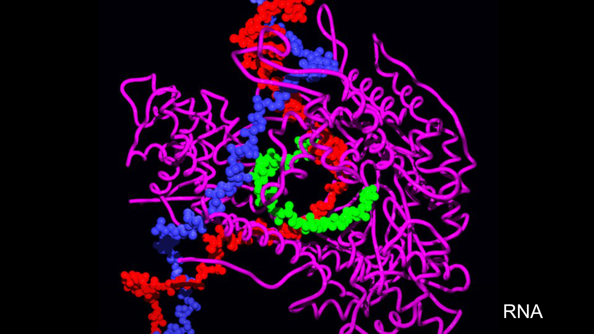 RNA