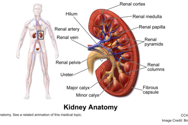 Kidney Anatomy. See a related animation of this medical topic.