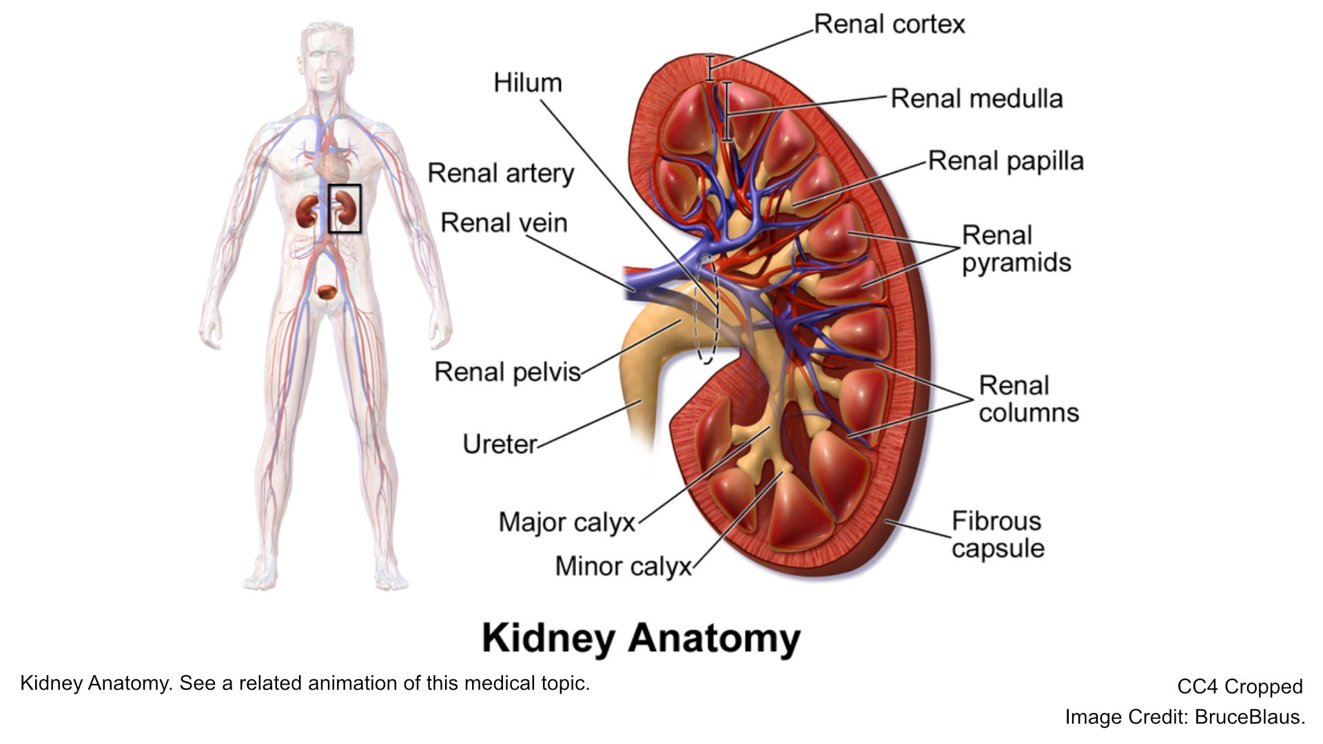 Kidney Anatomy. See a related animation of this medical topic.